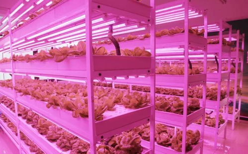 未來已來 植物工廠與麥秸畫，科技與傳統農業的創新融合